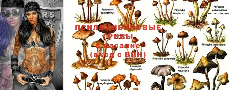 ОМГ ОМГ зеркало  Грязи  Псилоцибиновые грибы Cubensis  как найти закладки 